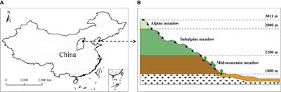 Driving factors of community-level leaf stoichiometry patterns in a typical temperate mountain meadow ecosystem of northern China